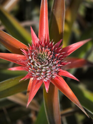 Send your best photos from Maui County to mauiphotos@mauinews.com for a chance to see them featured on our website and in our weekly print edition.